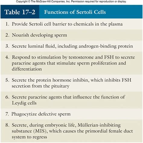 anatomy and physiology reproductive system quizlet